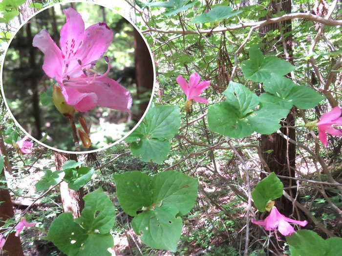 photo：サイコクミツバツツジか：大峰山 