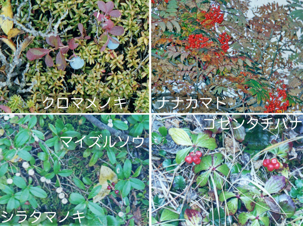 photo： クロマメノキの実,ナナカマドの実,マイズルソウの実,シラタマノキの実,ゴゼンタチバナの実