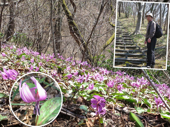 カタクリの群生する道を登る：角田山