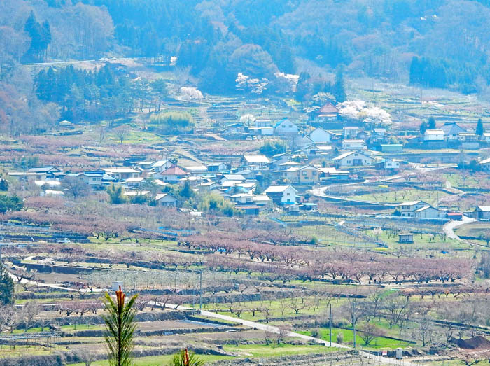 写真・杏畑：尼厳山から