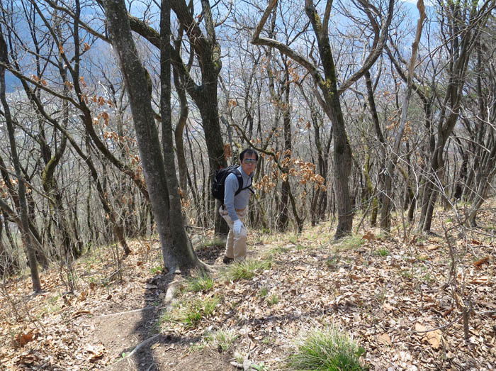 写真・芽吹き前の明るい森：尼厳山