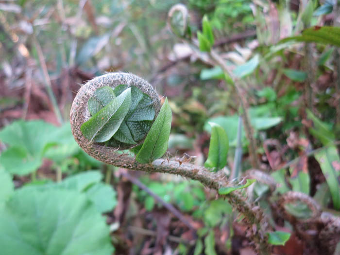 芸術的なシダの芽ぶき・髻山
