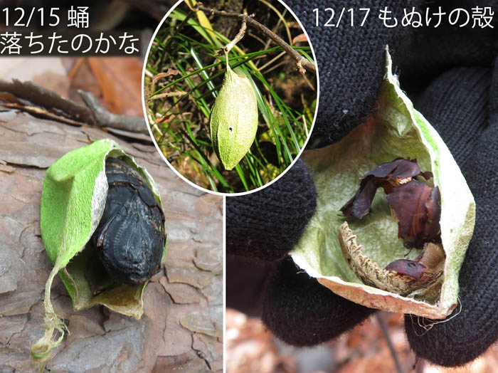 photo：ウスタビガの繭３体別個体：地附山