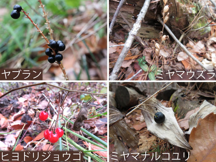 photo：残っている草の実, ヤブラン,ミヤマウズラ,ヒヨドリジョウゴ,ミヤマナルコユリ：地附山