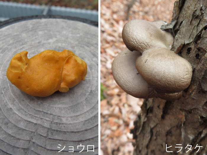 photo：ショウロ,ヒラタケ：地附山