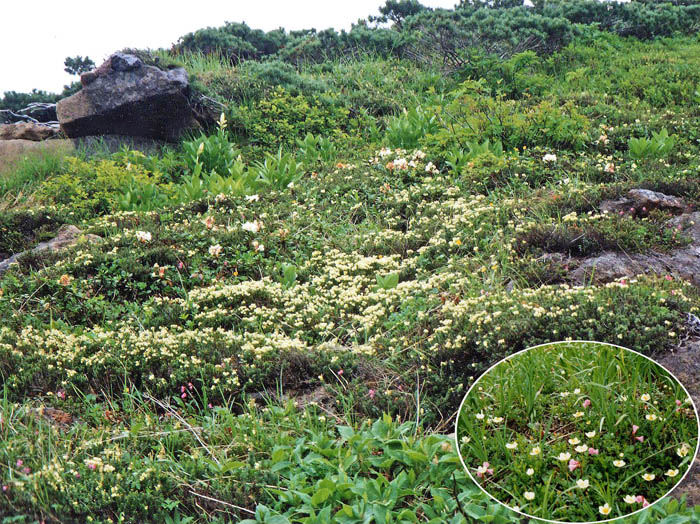 photo：お花畑チングルマなど満開：乗鞍岳