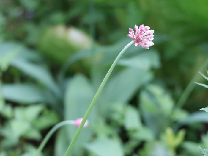ギョウジャニンニクの開花：戸隠森林植物園