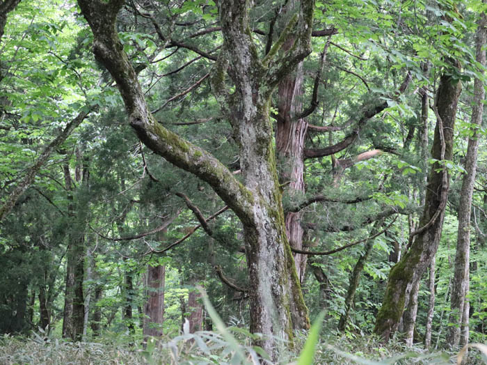 神々が宿る森：戸隠森林植物園