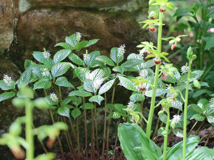 ヒトリシズカ：戸隠森林植物園