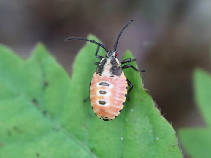 クヌギカメムシの幼虫