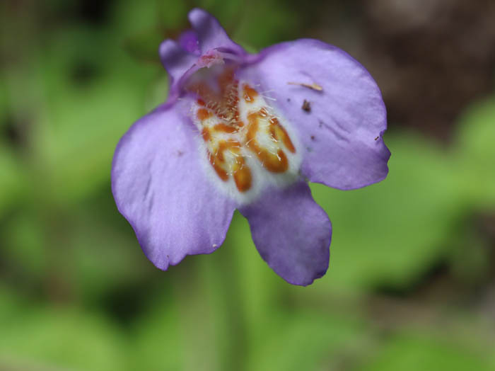 ムラサキサギゴケの花