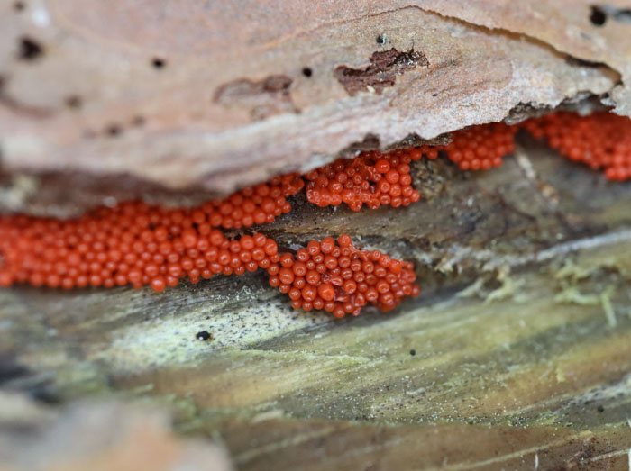 ウツボホコリの仲間？の未熟子実体：地附山