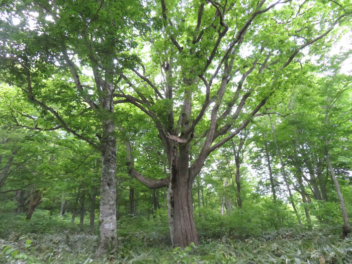 巨木：夢見平