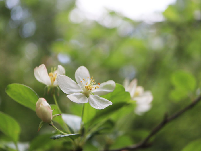 ズミの花：夢見平