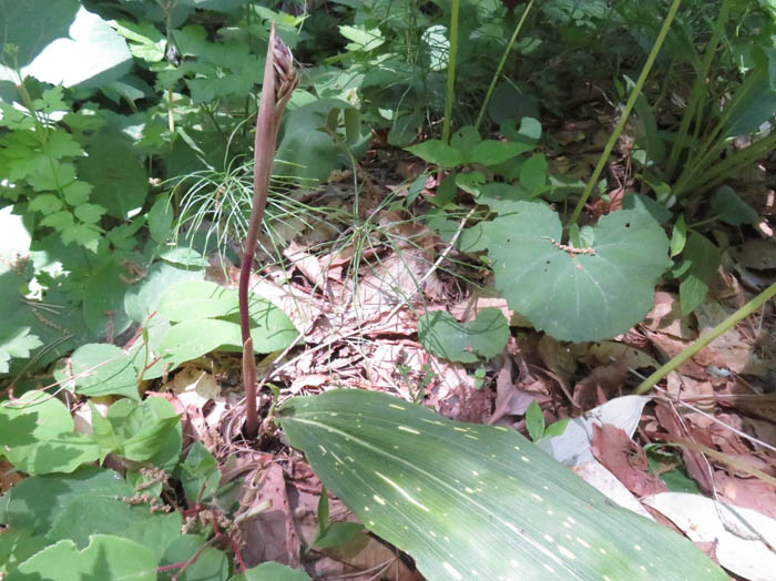photo：サイハイラン蕾5.18：地附山 