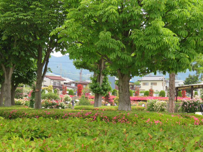 photo：中野一本木公園 