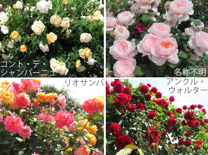 photo：中野一本木公園 