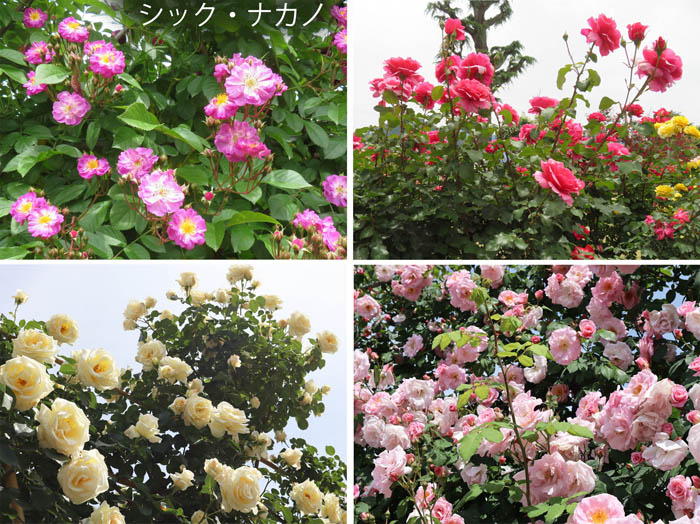 photo：中野一本木公園 