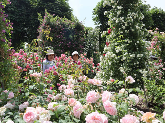 photo：バラに囲まれて：中野一本木公園 