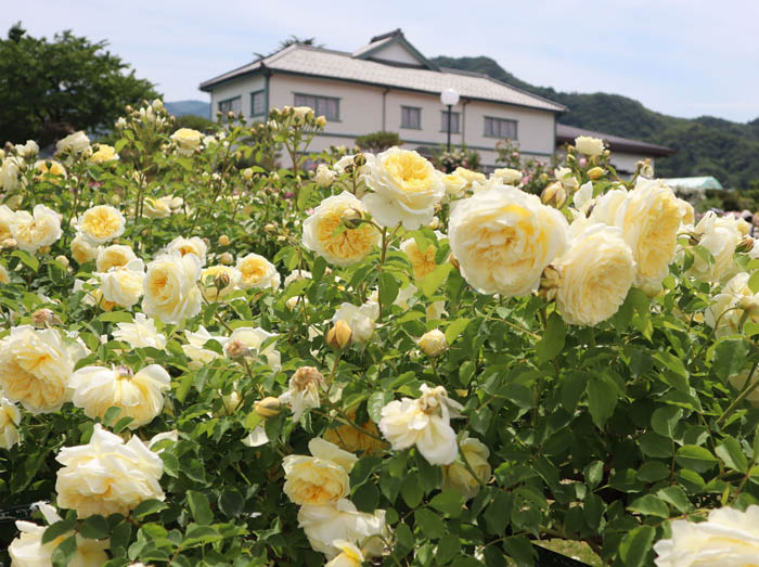 photo：ライラックローズ：中野一本木公園 