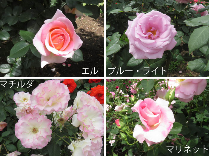photo：ピンク系の花：中野一本木公園 