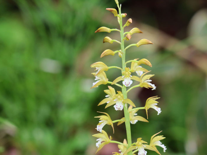 photo：コケイラン：戸隠の森 