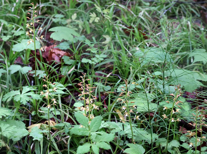 photo：コケイラン：戸隠の森 