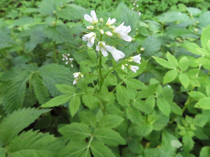 photo：コンロンソウ：戸隠の森 