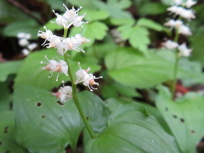 photo：マイヅルソウ：戸隠の森 