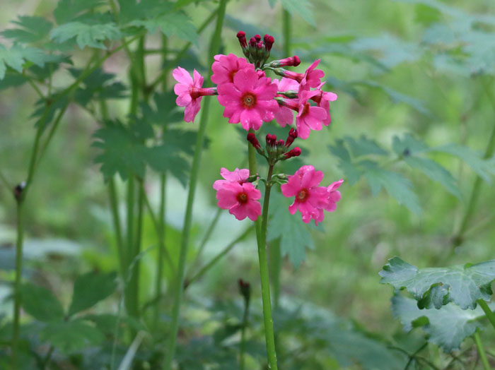 photo：クリンソウ：戸隠の森 