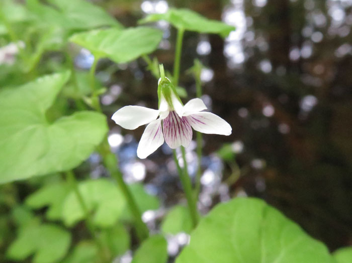 photo：ツボスミレ：戸隠の森 