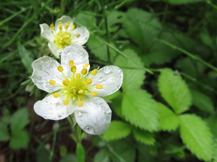 photo：半透明シロバナヘビイチゴ：戸隠の森 