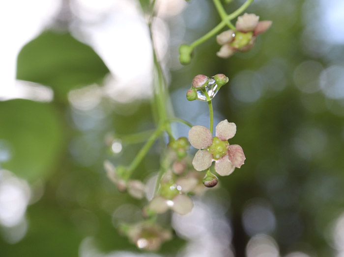 photo：ツリバナ：戸隠の森 