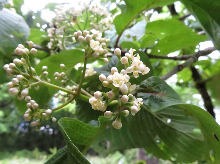 photo：ゴマギ：戸隠の森 