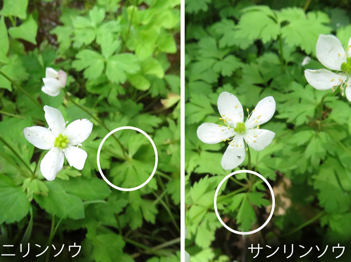 photo：ニリンソウとサンリンソウの違い
