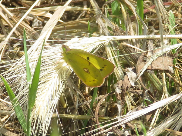 photo・モンキチョウ