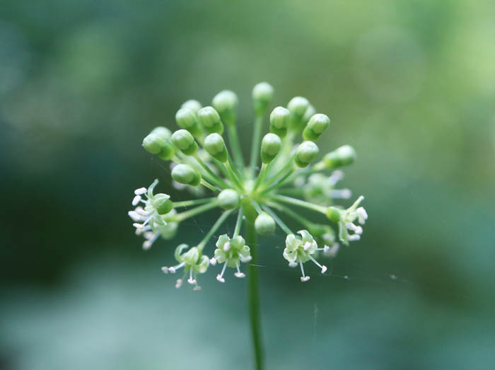 トチバニンジンの花：毛無山