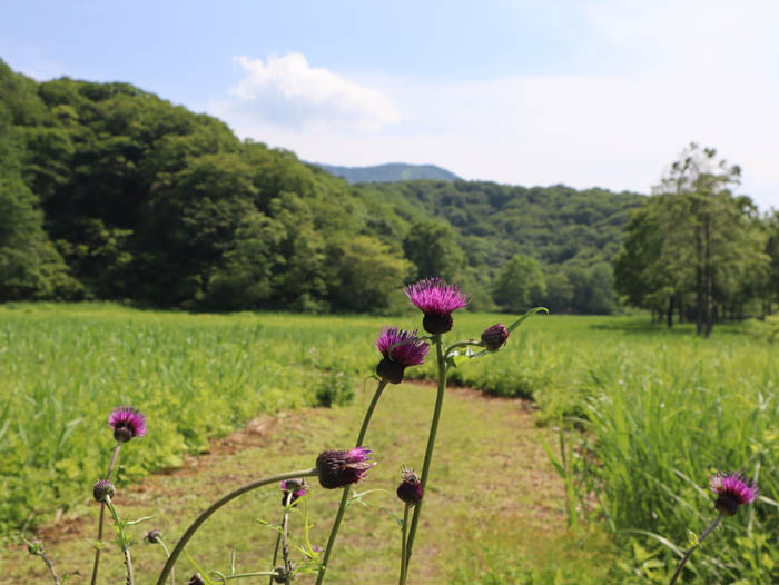 アザミ：毛無山