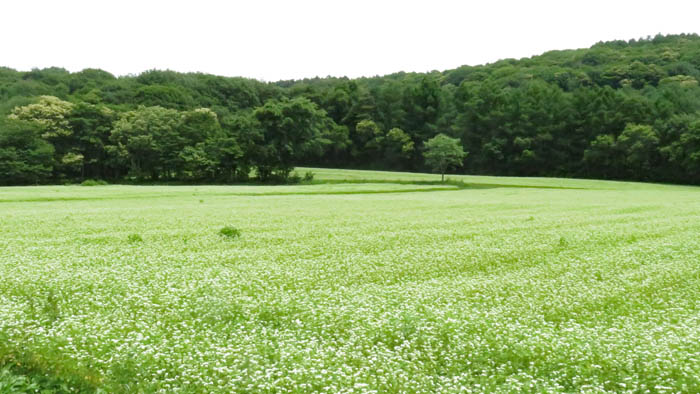 そばの花咲くそば畑