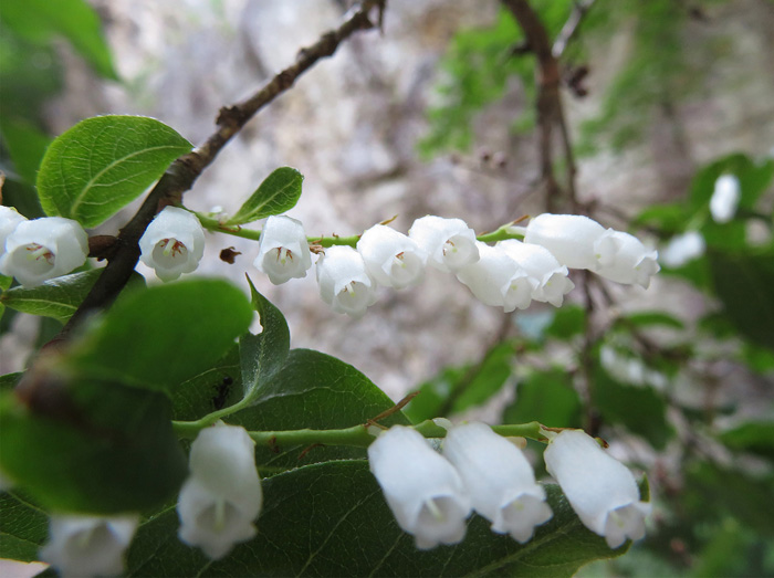 photo・ネジキの花