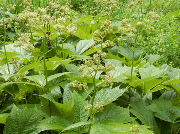 photo・ヤグルマソウの蕾か