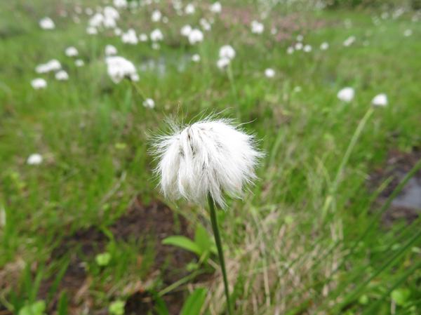 photo・ワタスゲ（稚児池湿原）