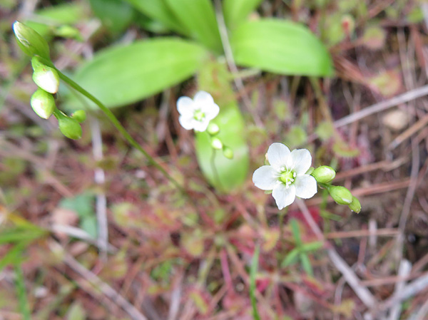 photo・モウセンゴケの花