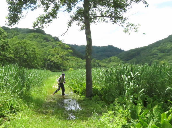 photo：冠水した散策道：沼の原湿原 