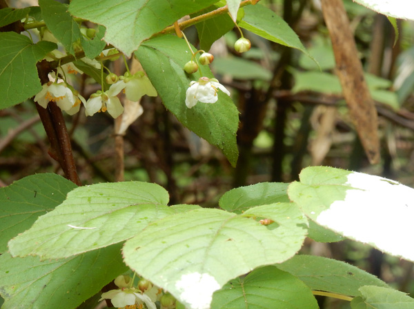 photo・マタタビの花