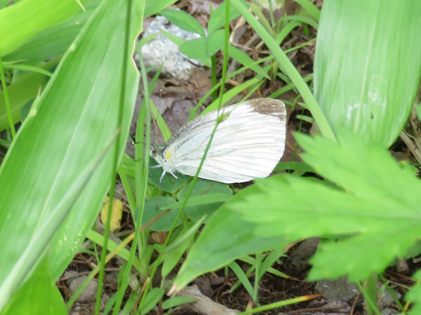 photo・スジグロチョウ？