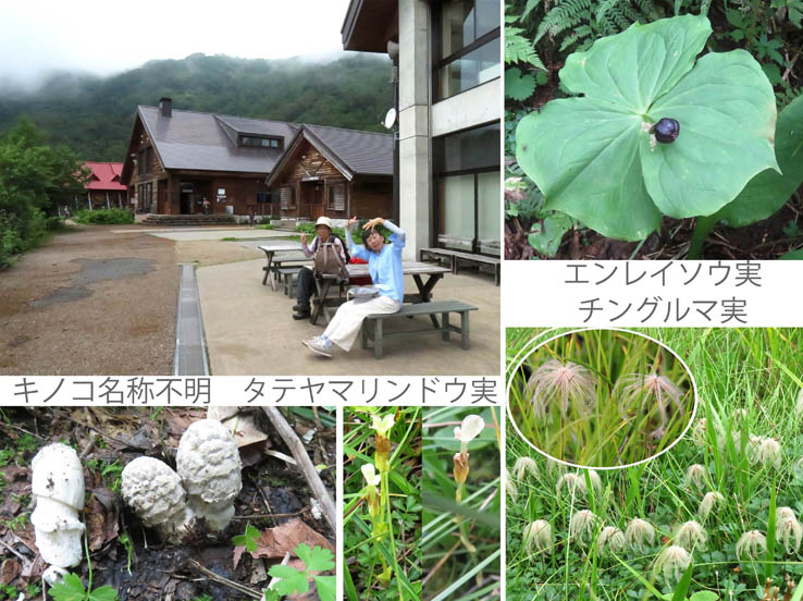 自然園入り口で：実エンレイソウ,チングルマ,タテヤマリンドウ：栂池自然園