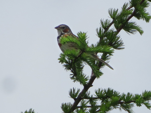 photo・ホウアカ