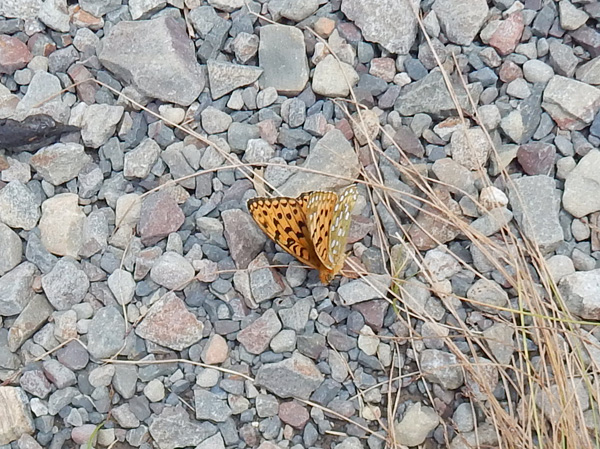 photo・ジャノメチョウ