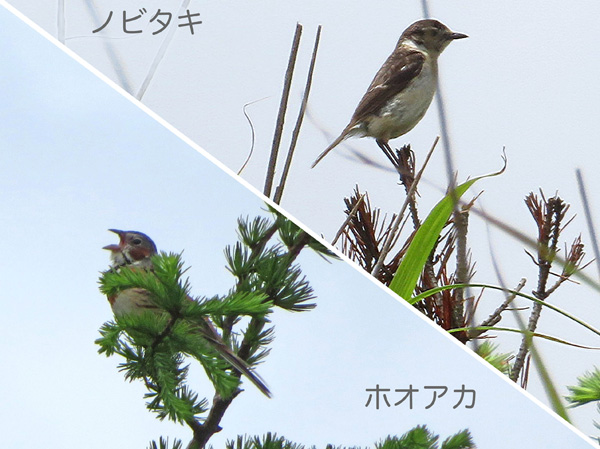 photo・野鳥